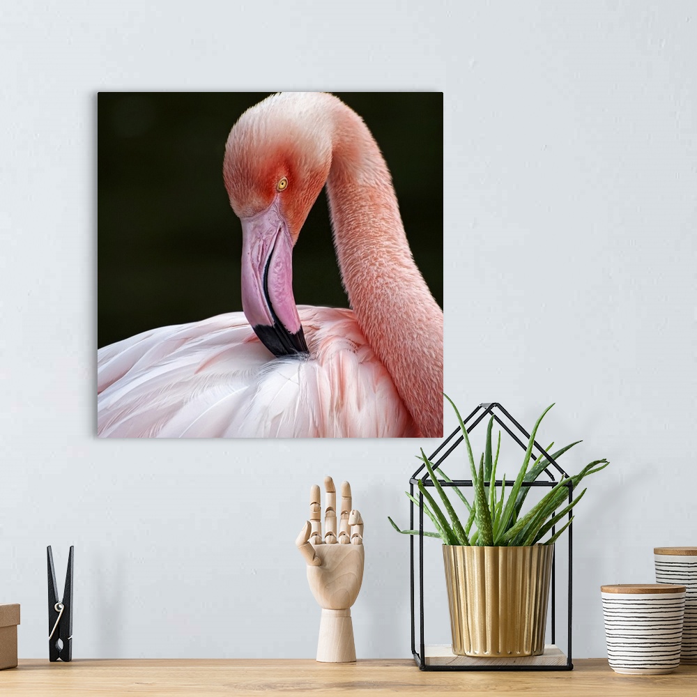 A bohemian room featuring Greater Flamingo