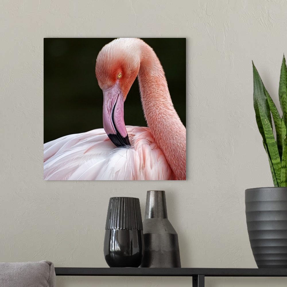 A modern room featuring Greater Flamingo