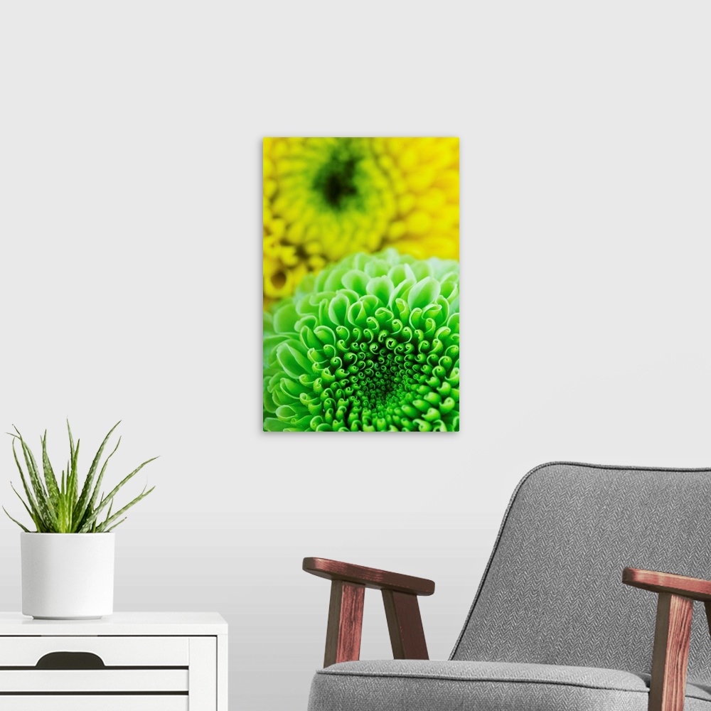 A modern room featuring Green And Yellow Chrysanthemums