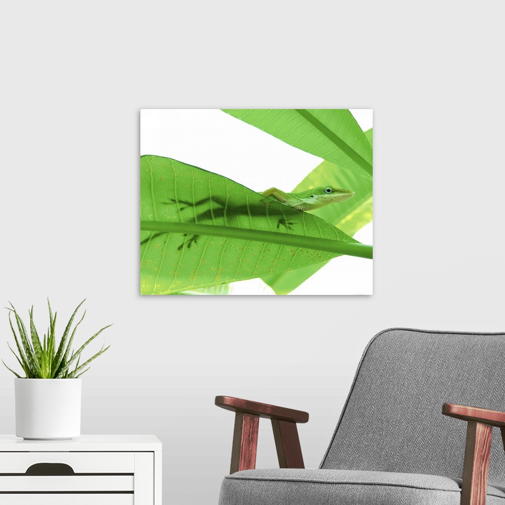 A modern room featuring Green Anole (Anolis carolinensis) on large leaves, backlit shows its shadow silhouette through le...