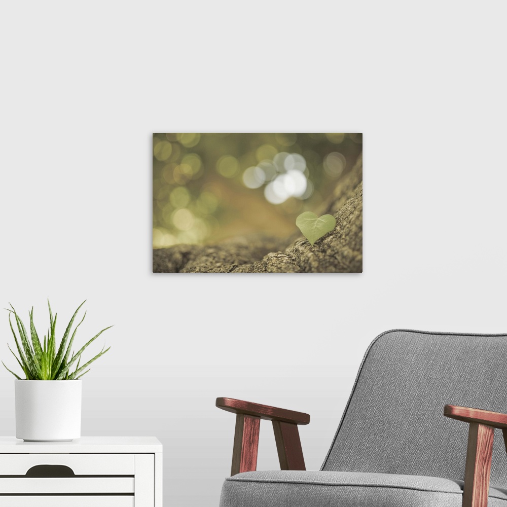 A modern room featuring Green clover upon the bark of a tree with bokeh.