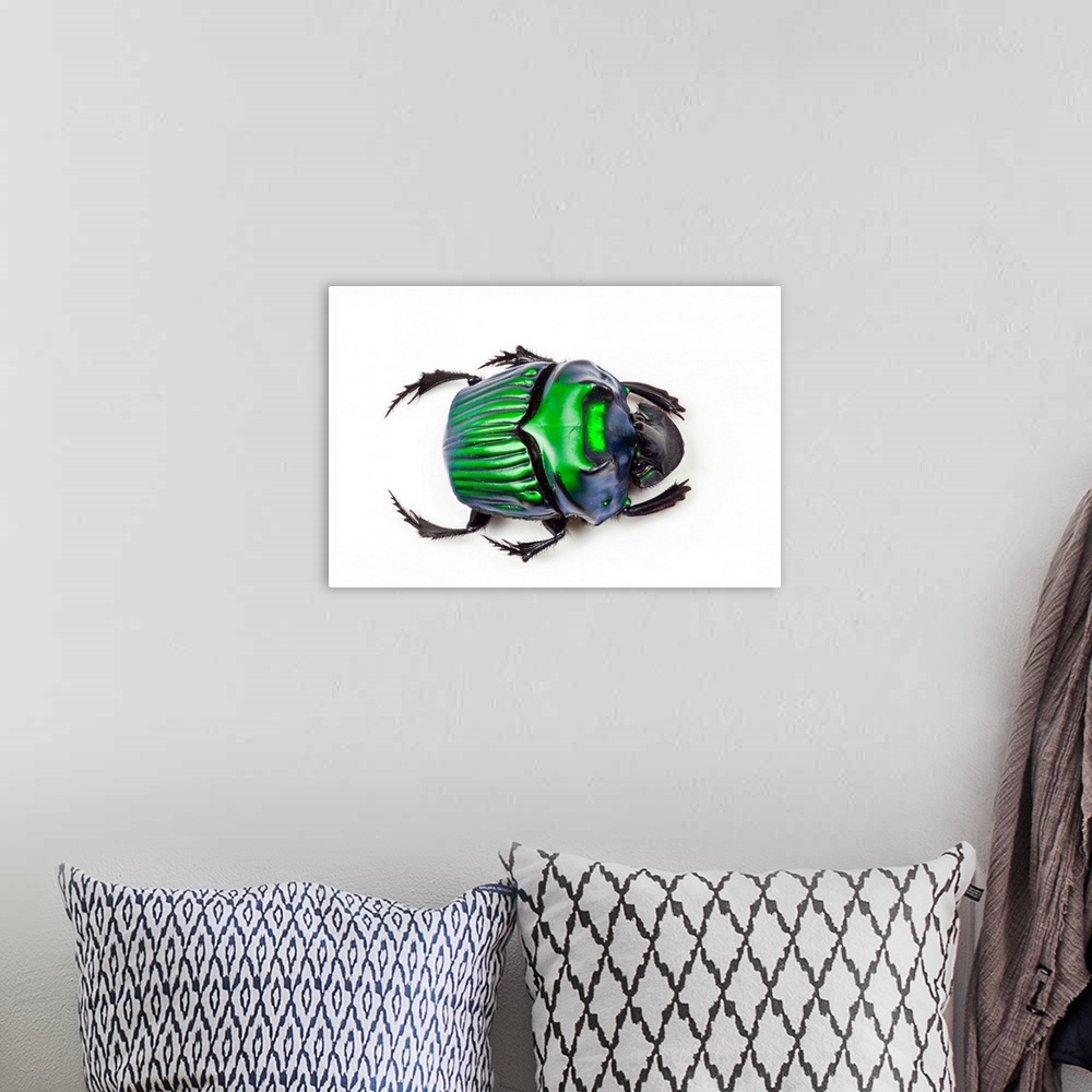 A bohemian room featuring Green Dung Beetle Female Oxysternon conspicillatum as viewed from the top