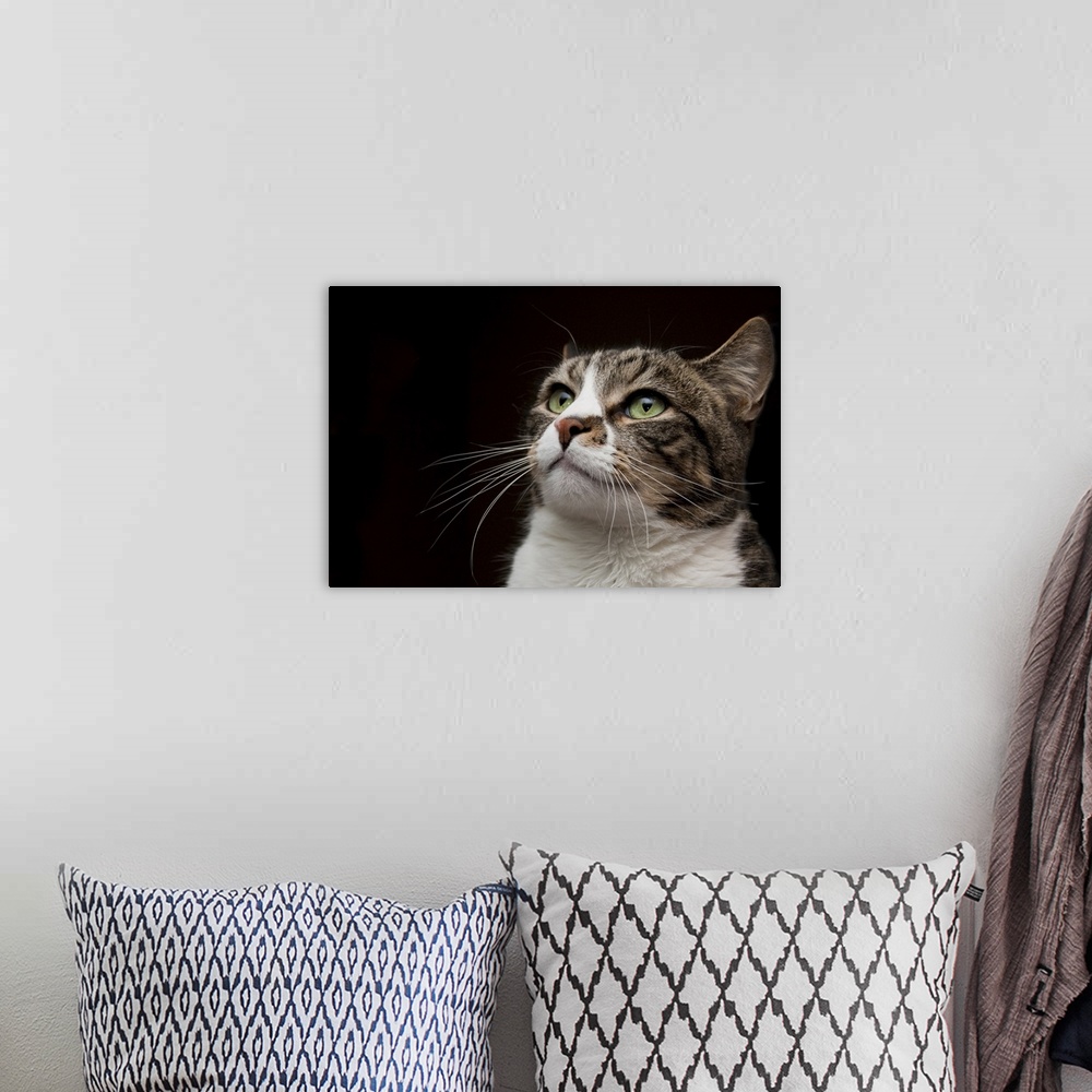 A bohemian room featuring Green eyed cat against black background.