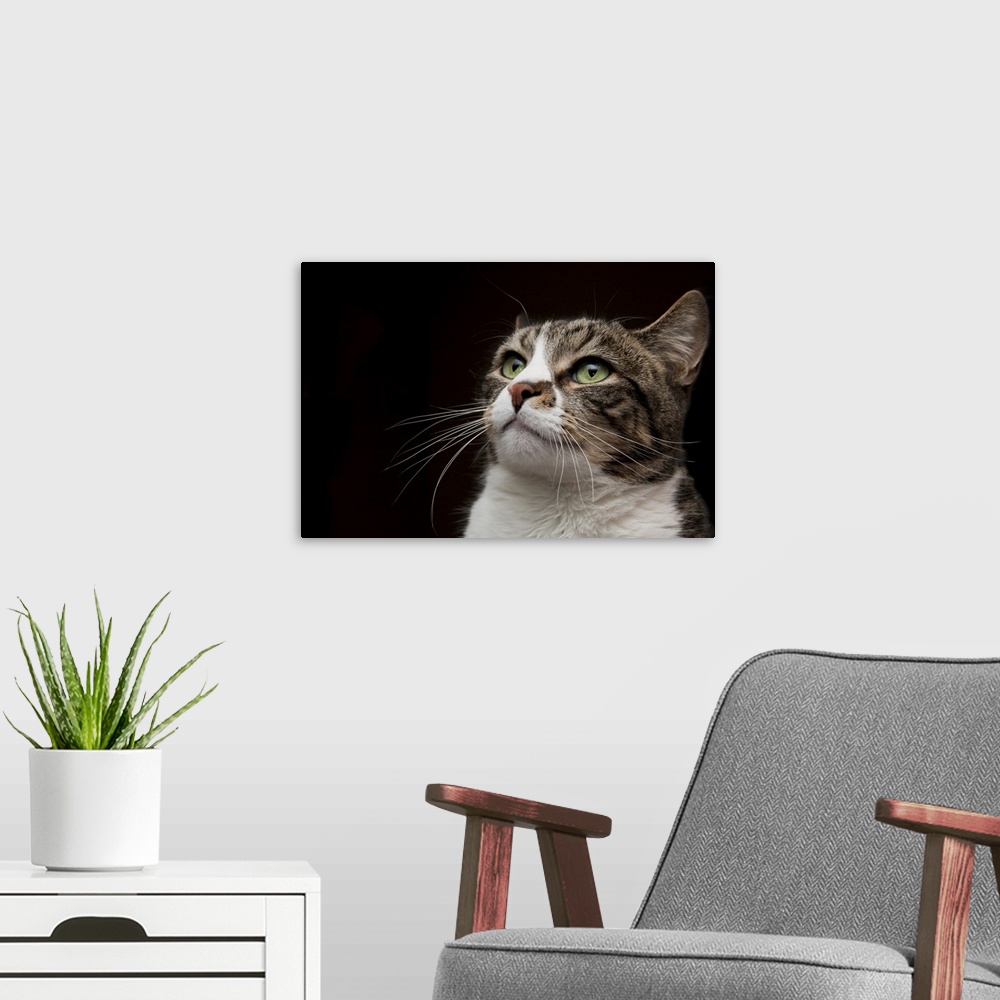 A modern room featuring Green eyed cat against black background.