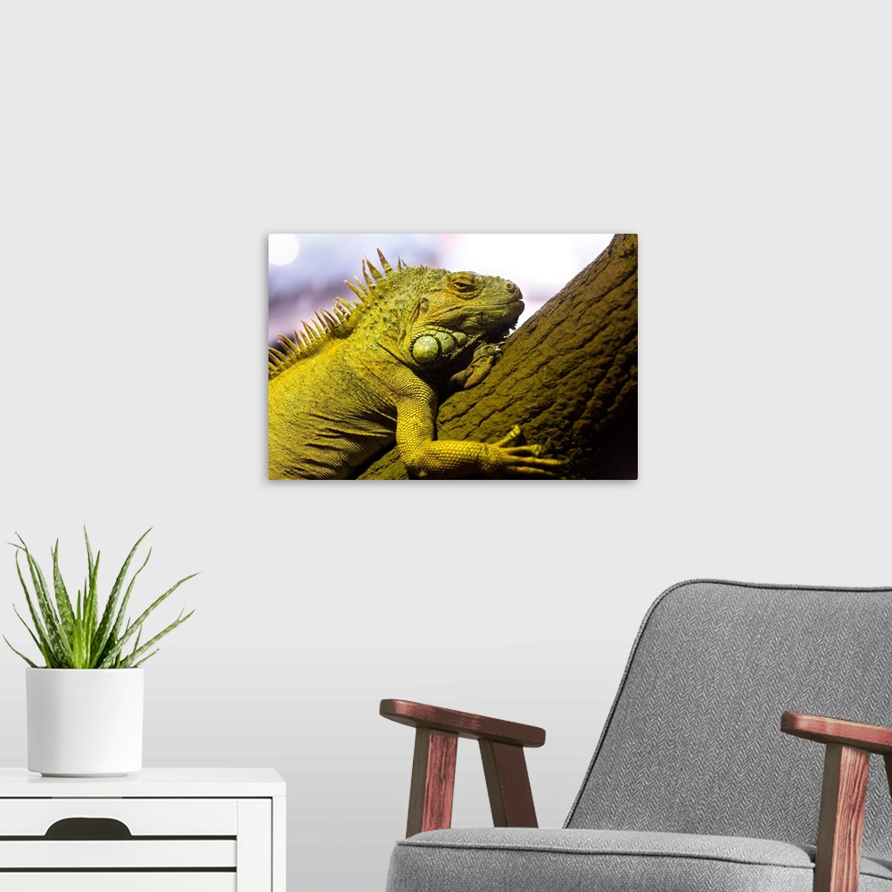 A modern room featuring Green iguana of nature park.
