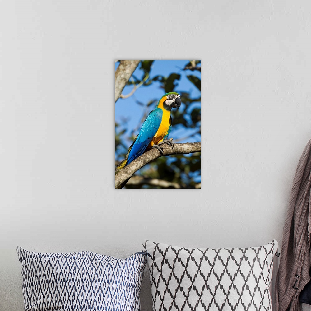 A bohemian room featuring Costa Rica, Guanacaste Province, Canas, Blue and Gold Macaw (Ara ararauna) perched on tree branch