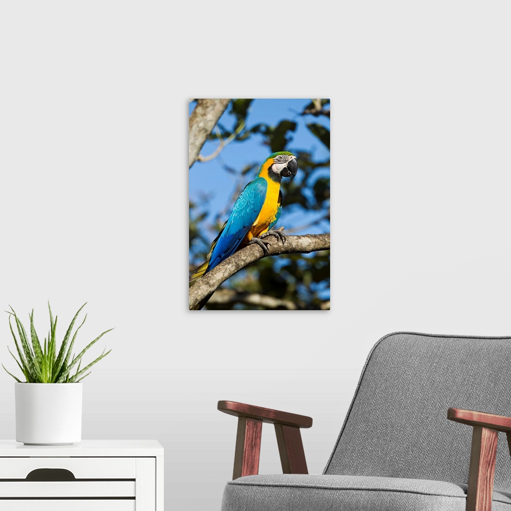 A modern room featuring Costa Rica, Guanacaste Province, Canas, Blue and Gold Macaw (Ara ararauna) perched on tree branch