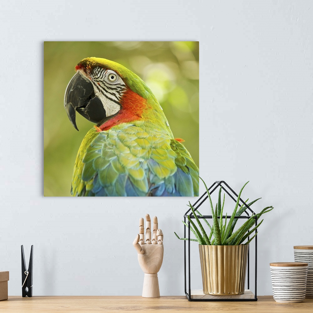 A bohemian room featuring Green parrot on green background.