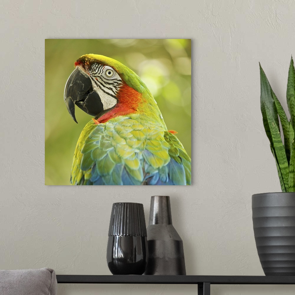 A modern room featuring Green parrot on green background.