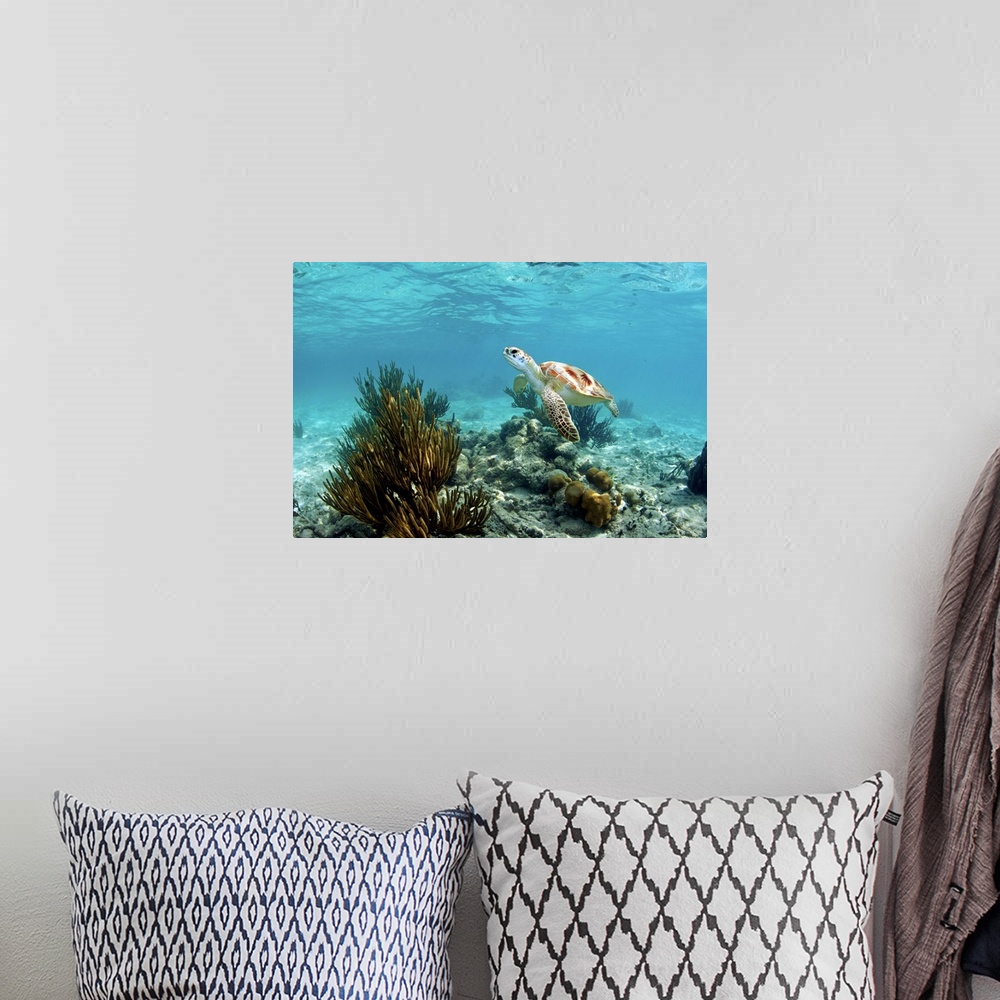 A bohemian room featuring endangered species - green sea turtle and coral reef - tulum. mexico