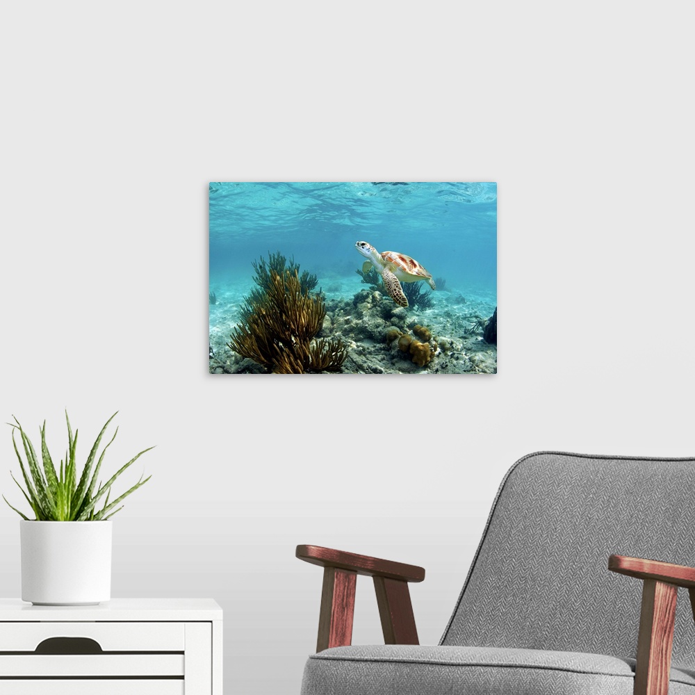 A modern room featuring endangered species - green sea turtle and coral reef - tulum. mexico