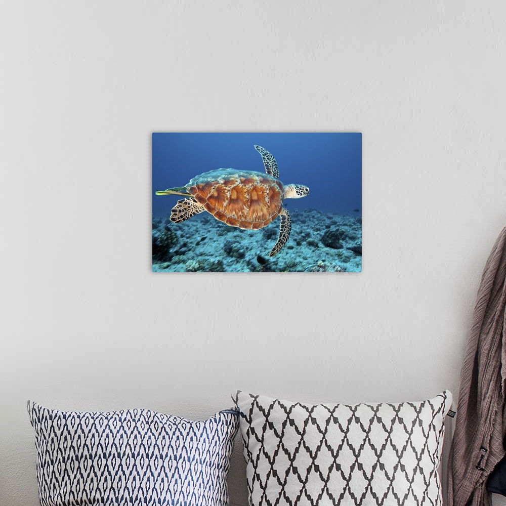 A bohemian room featuring The Green sea turtle (Chelonia mydas) is a large sea turtle of the family Cheloniidae. It is the ...