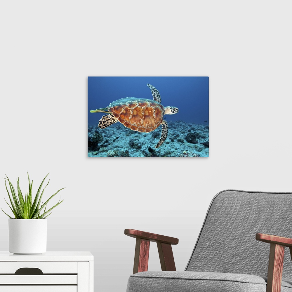 A modern room featuring The Green sea turtle (Chelonia mydas) is a large sea turtle of the family Cheloniidae. It is the ...