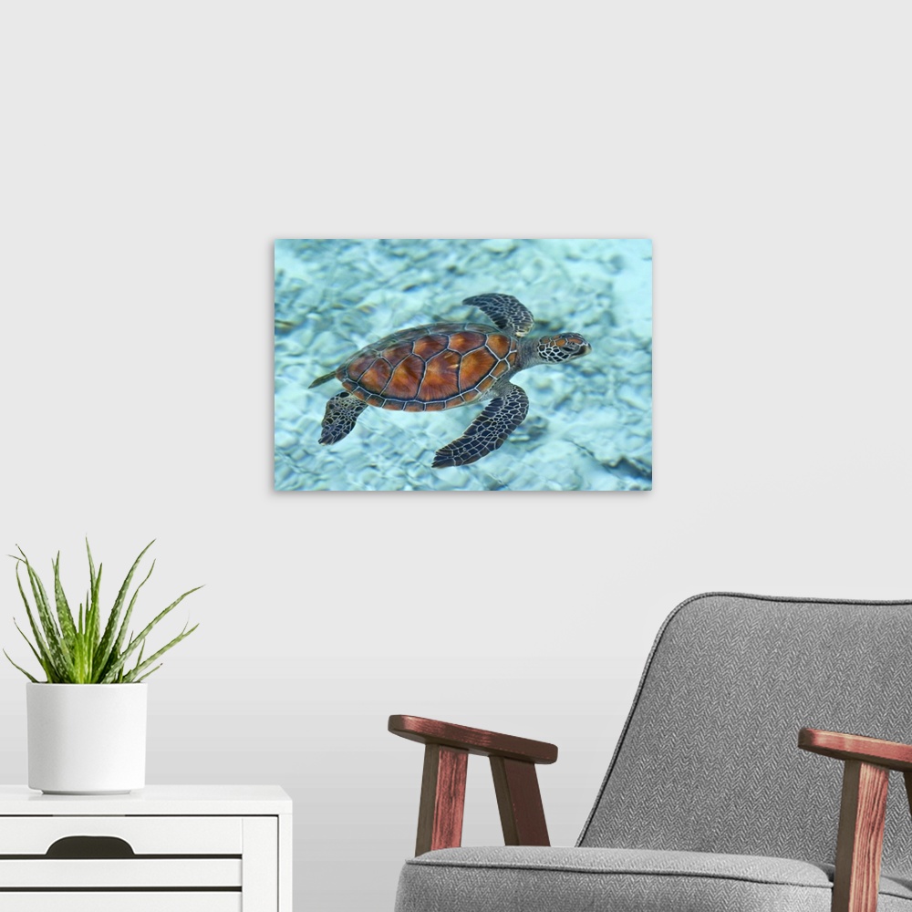 A modern room featuring Green sea turtle.