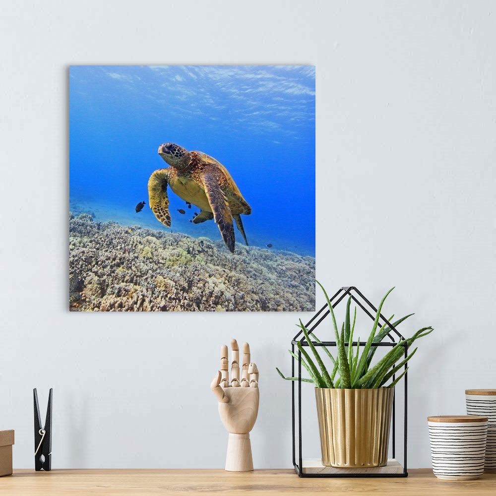 A bohemian room featuring Green sea turtle floating above coral reef.
