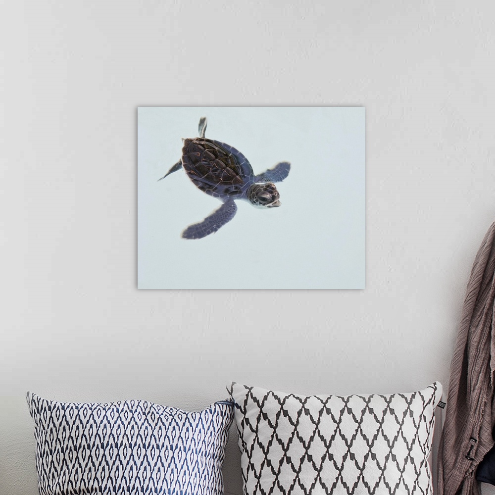 A bohemian room featuring Xcaret, Mexico 2009, Green Sea Turtle hatchling in water, on white background.