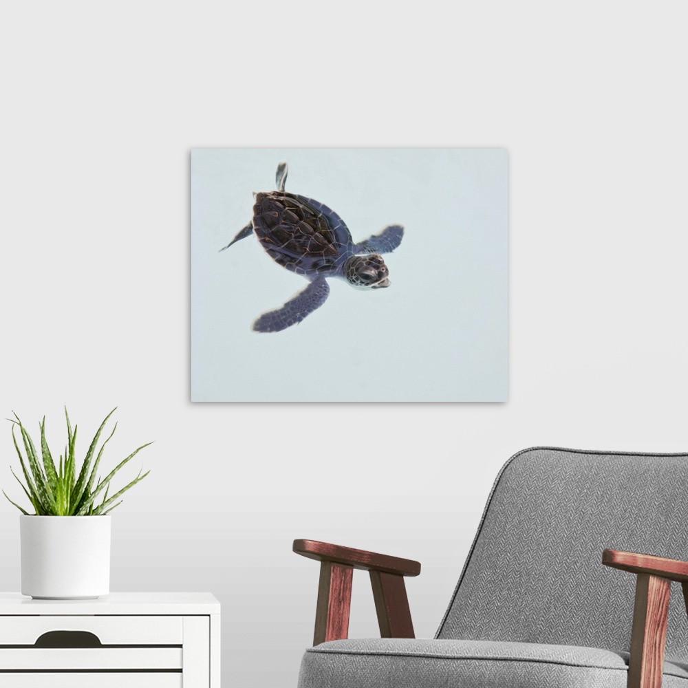 A modern room featuring Xcaret, Mexico 2009, Green Sea Turtle hatchling in water, on white background.