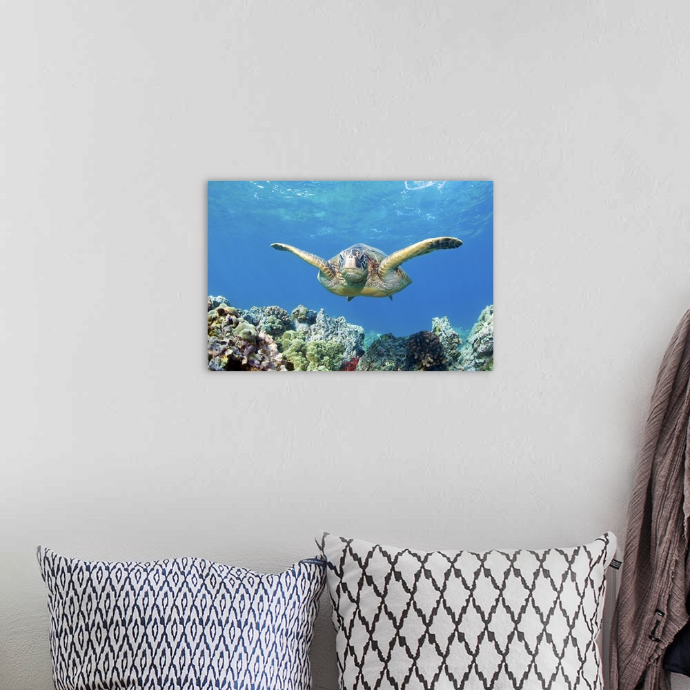 A bohemian room featuring Green sea turtle swimming and coral reef underwater, Maui, Hawaii.
