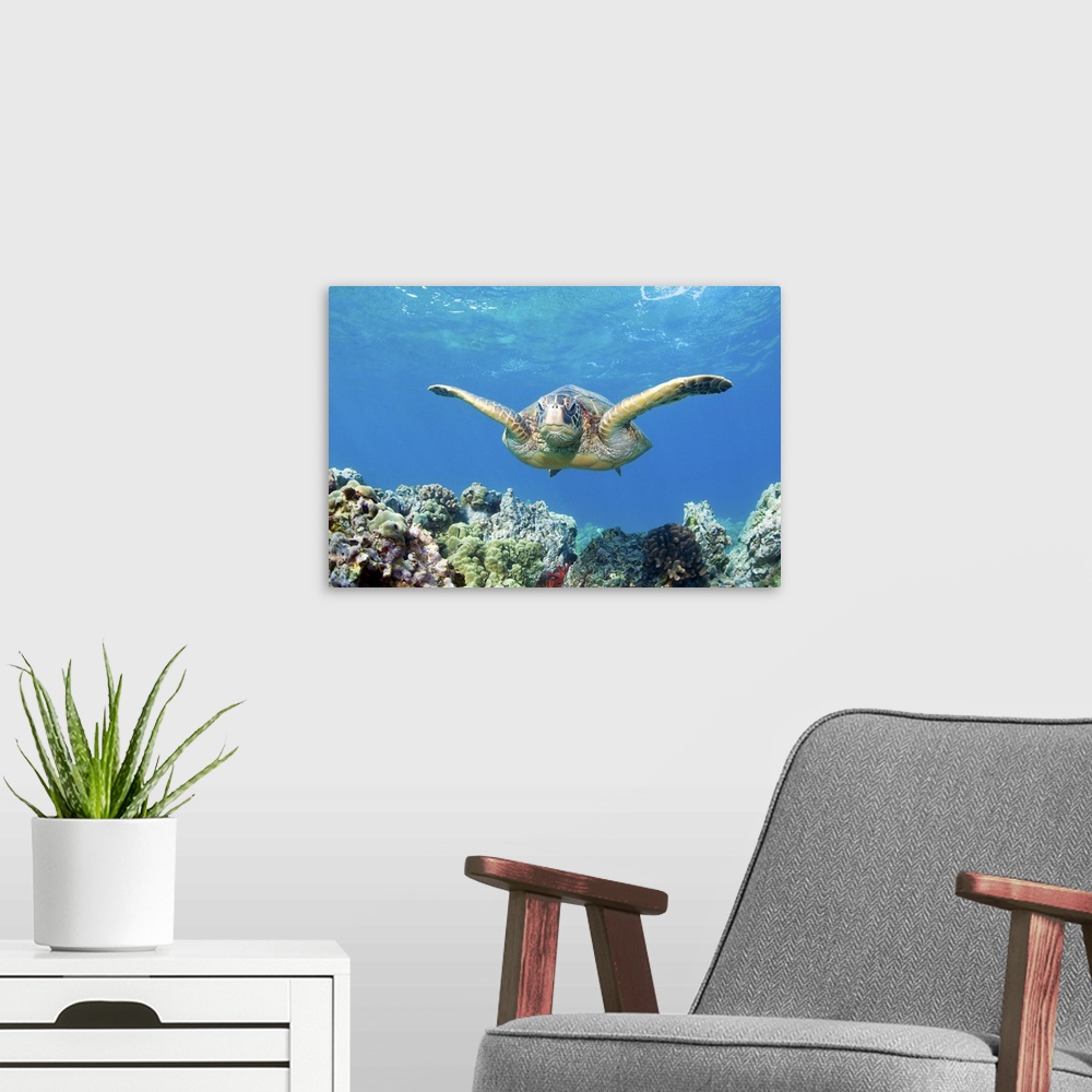 A modern room featuring Green sea turtle swimming and coral reef underwater, Maui, Hawaii.