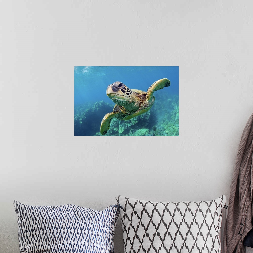 A bohemian room featuring Green sea turtle swimming over coral reef underwater in Maui, Hawaii.