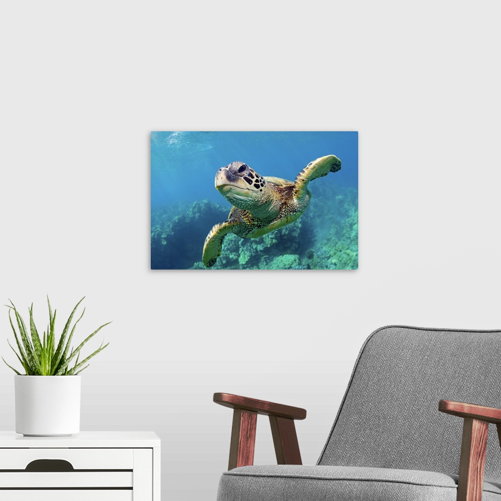 A modern room featuring Green sea turtle swimming over coral reef underwater in Maui, Hawaii.