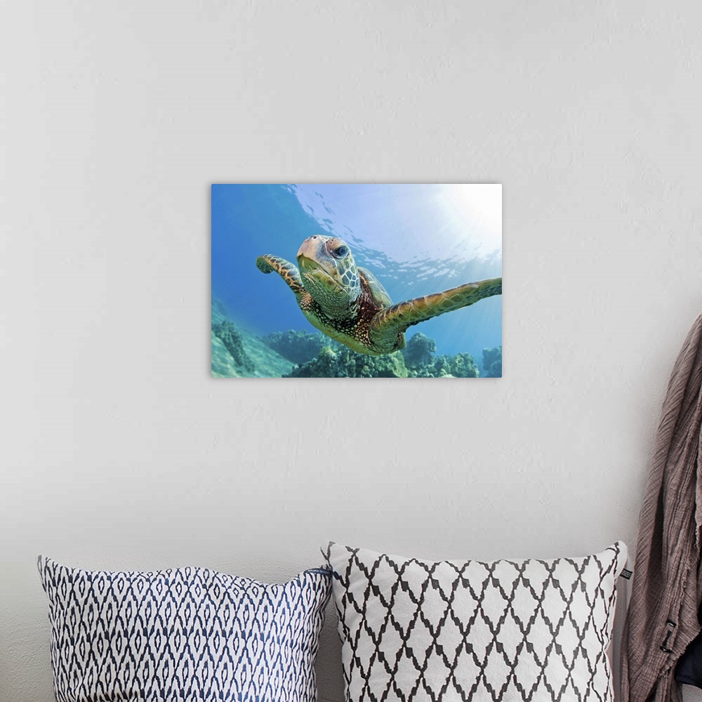 A bohemian room featuring Green sea turtle swimming underwater in Hawaii.