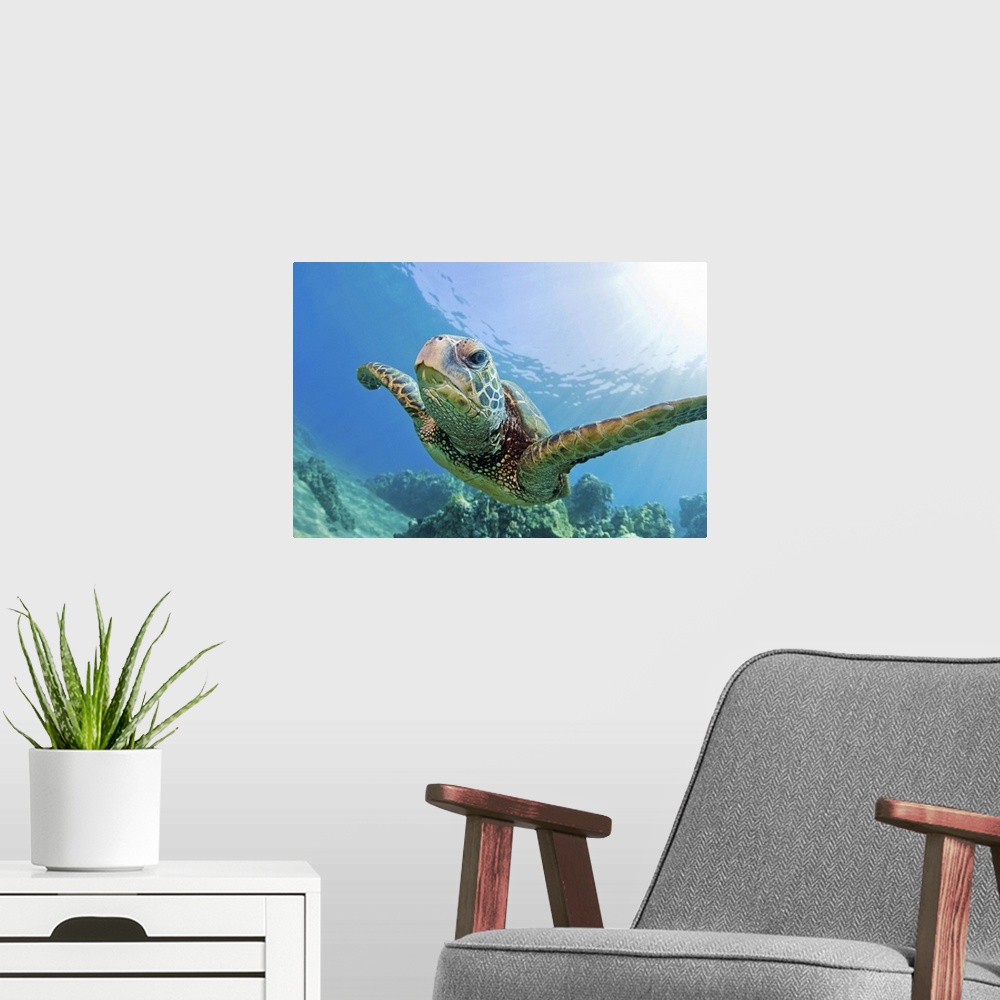 A modern room featuring Green sea turtle swimming underwater in Hawaii.