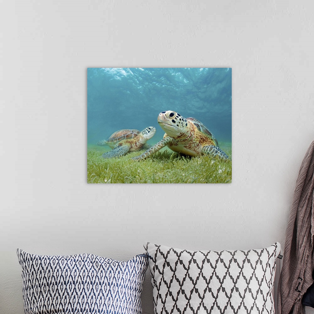 A bohemian room featuring Two green sea turtle underwater with sea grass in Akumal, Yucatan, Mexico.