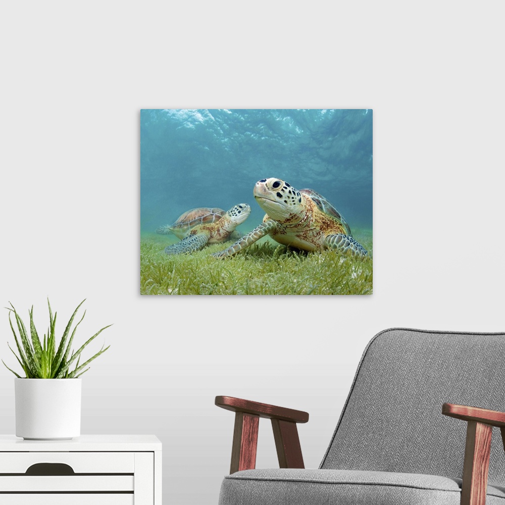 A modern room featuring Two green sea turtle underwater with sea grass in Akumal, Yucatan, Mexico.