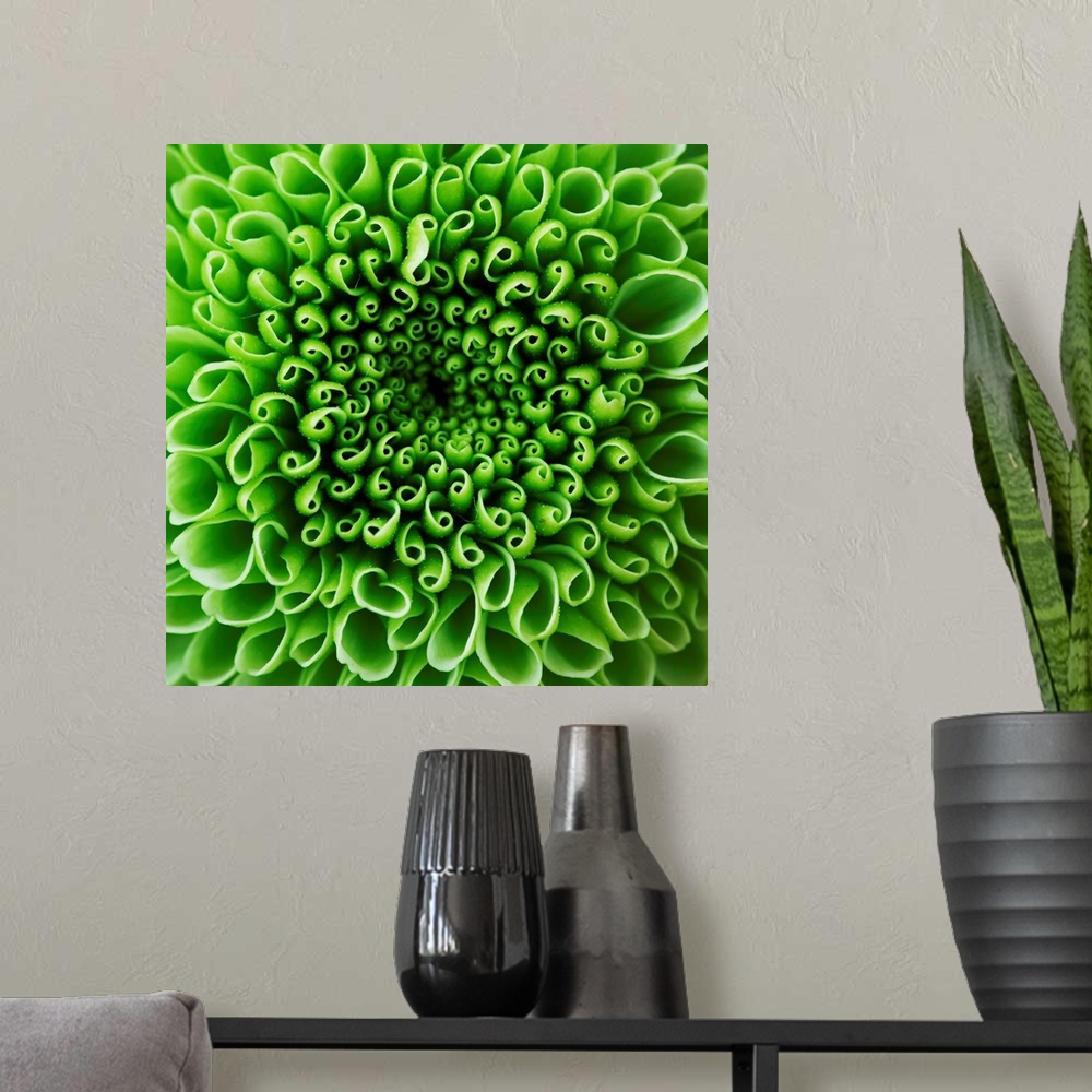 A modern room featuring CLOSE UP ABSTRACT IMAGE OF GREEN SHAMROCK CHRYSANTHEMUM