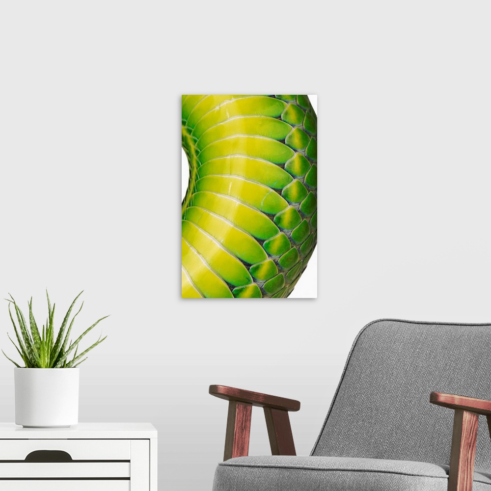 A modern room featuring Green Snake Scales