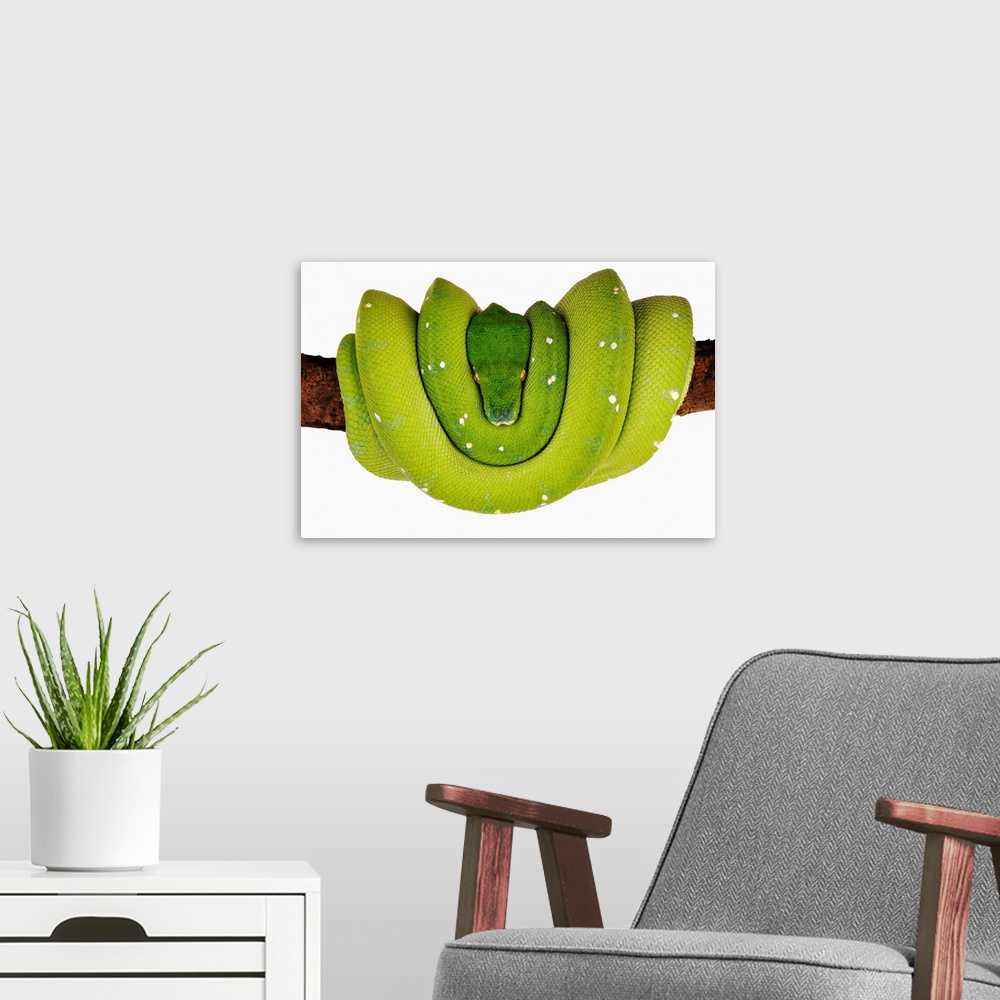 A modern room featuring Green Tree Python