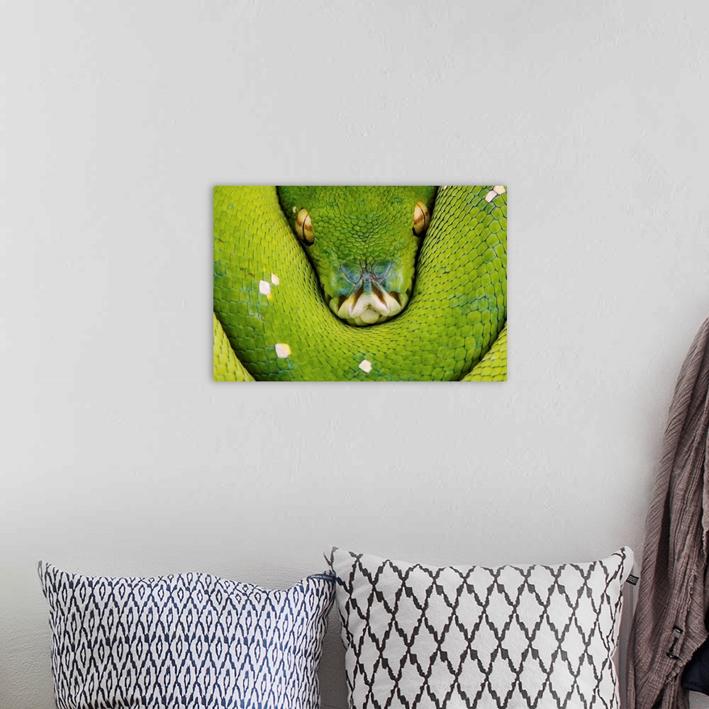 A bohemian room featuring Green Tree Python