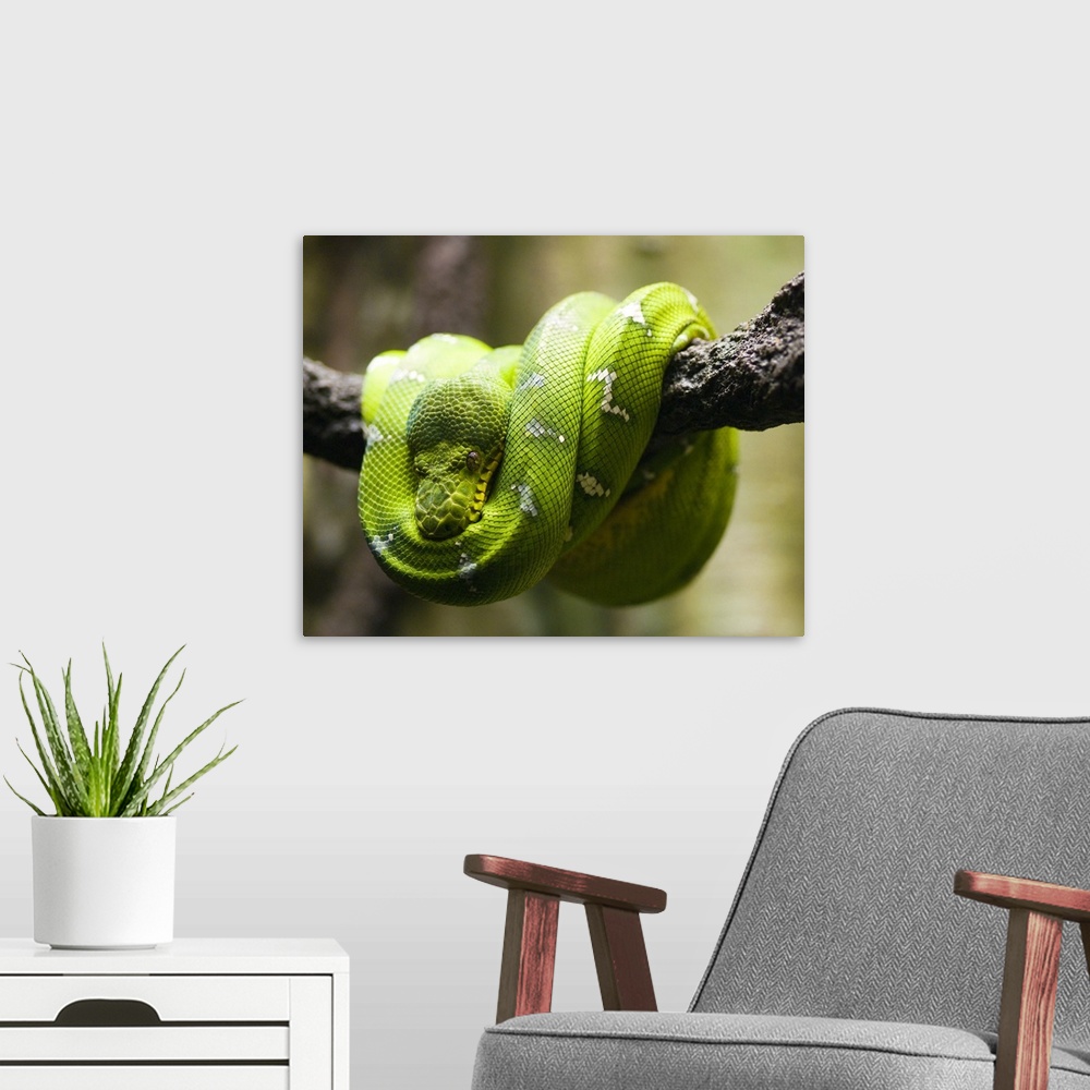A modern room featuring Green tree python on a branch