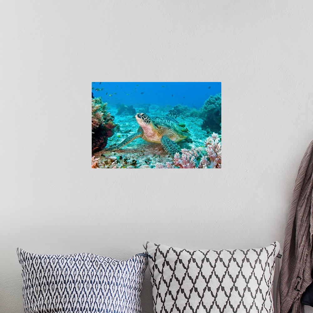 A bohemian room featuring Photograph taken of a sea turtle swimming on the ocean floor. Colorful coral is pictured to the s...