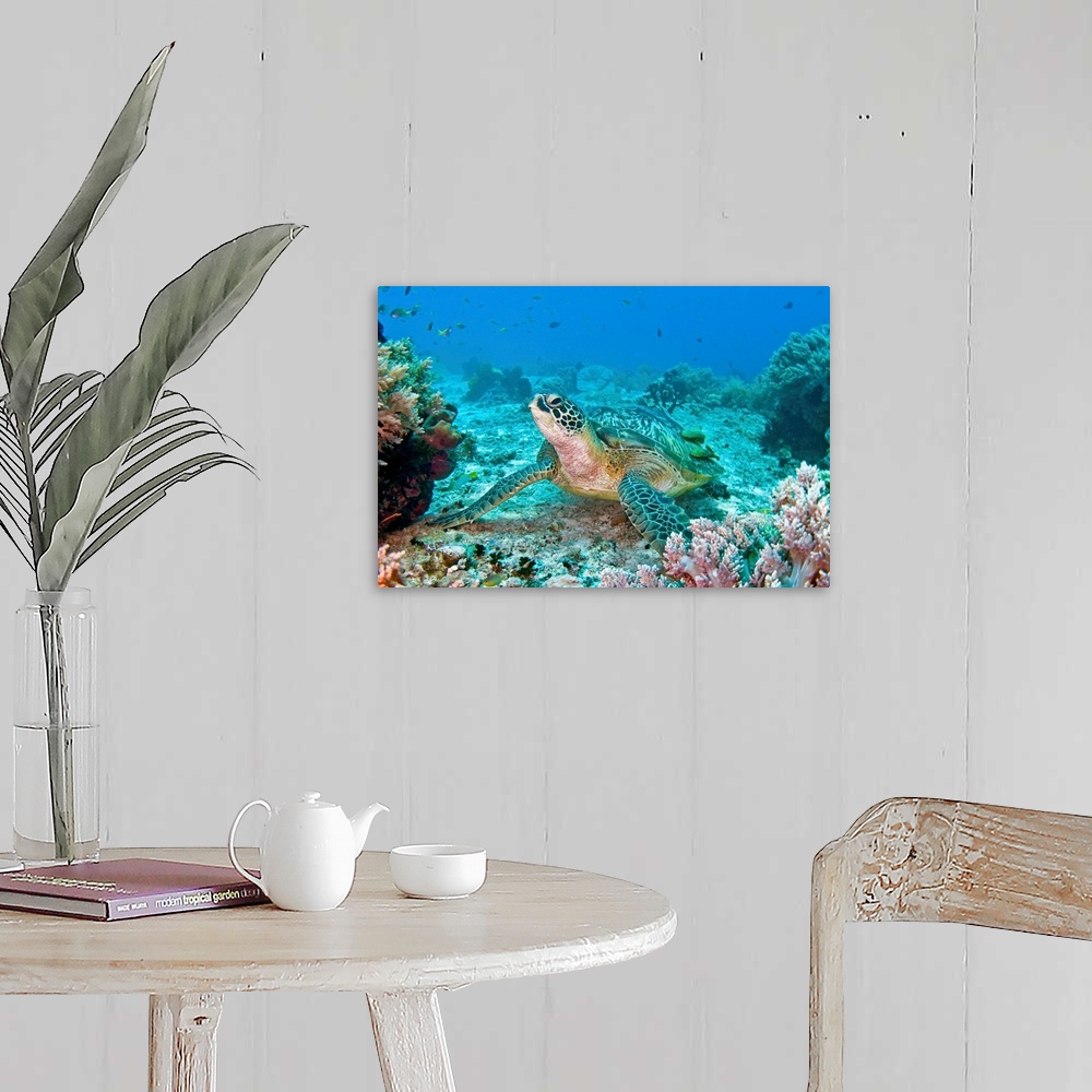 A farmhouse room featuring Photograph taken of a sea turtle swimming on the ocean floor. Colorful coral is pictured to the s...