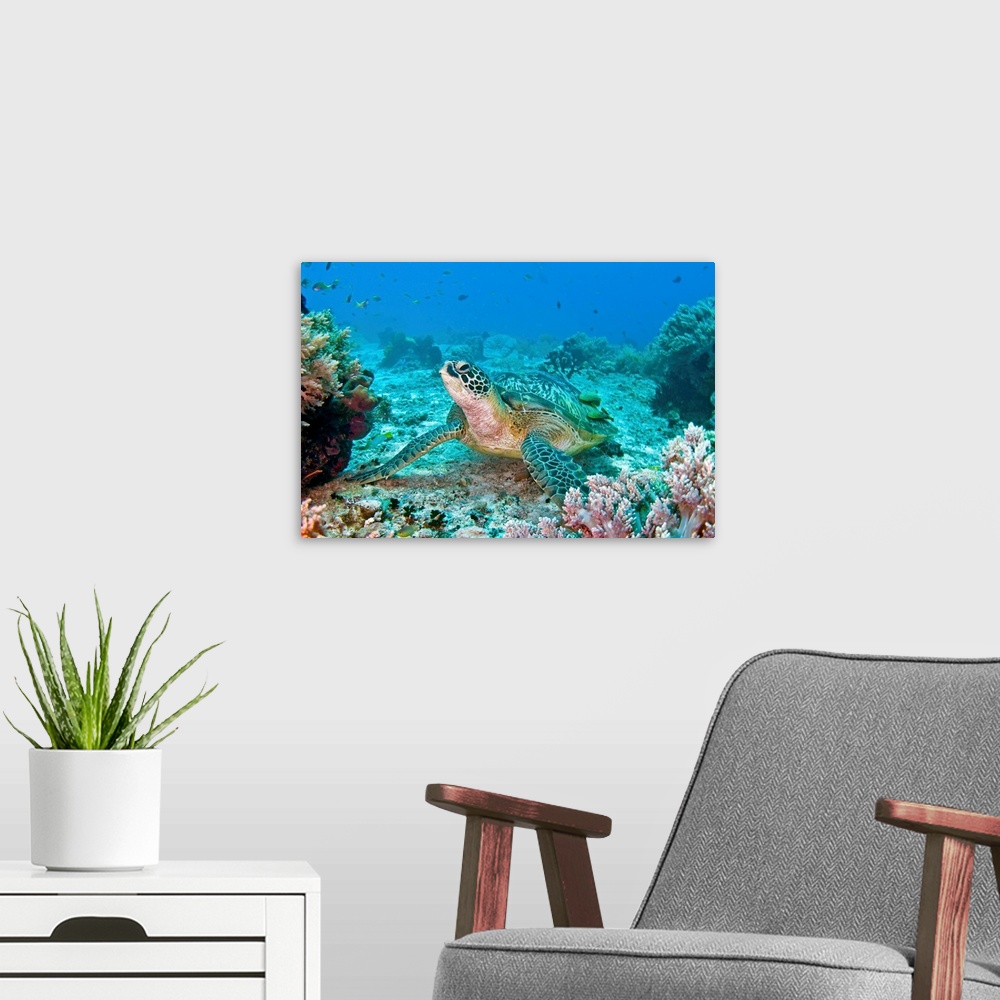 A modern room featuring Photograph taken of a sea turtle swimming on the ocean floor. Colorful coral is pictured to the s...