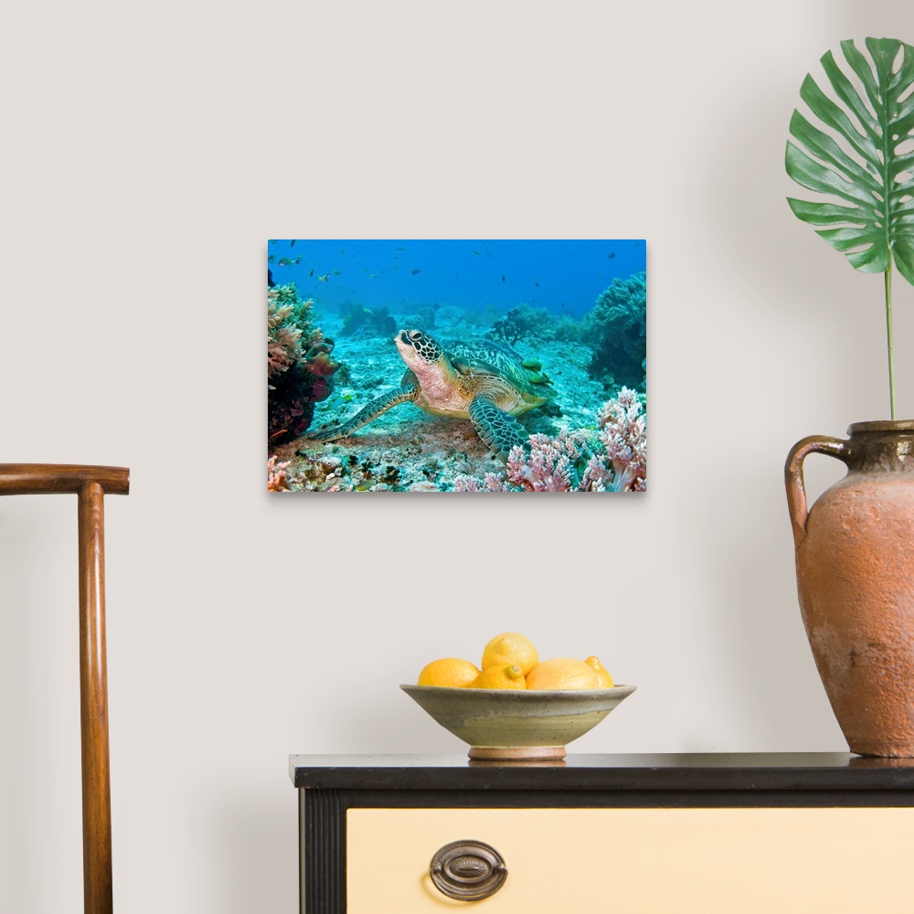 A traditional room featuring Photograph taken of a sea turtle swimming on the ocean floor. Colorful coral is pictured to the s...