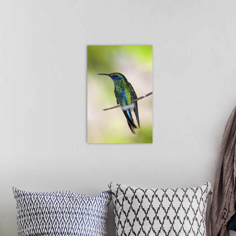 A bohemian room featuring Green Violet-ear Hummingbird