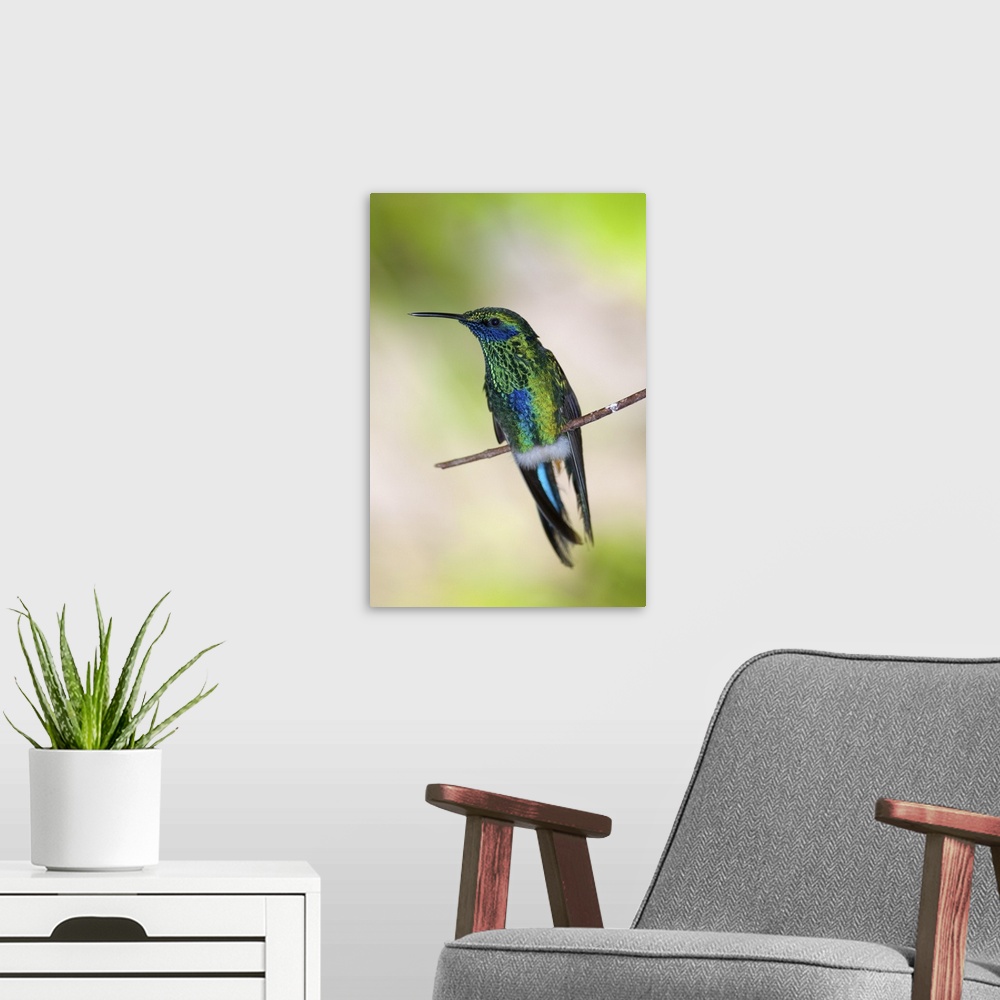 A modern room featuring Green Violet-ear Hummingbird
