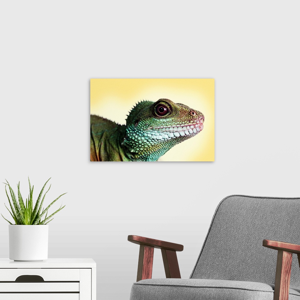 A modern room featuring Green Water Dragon
