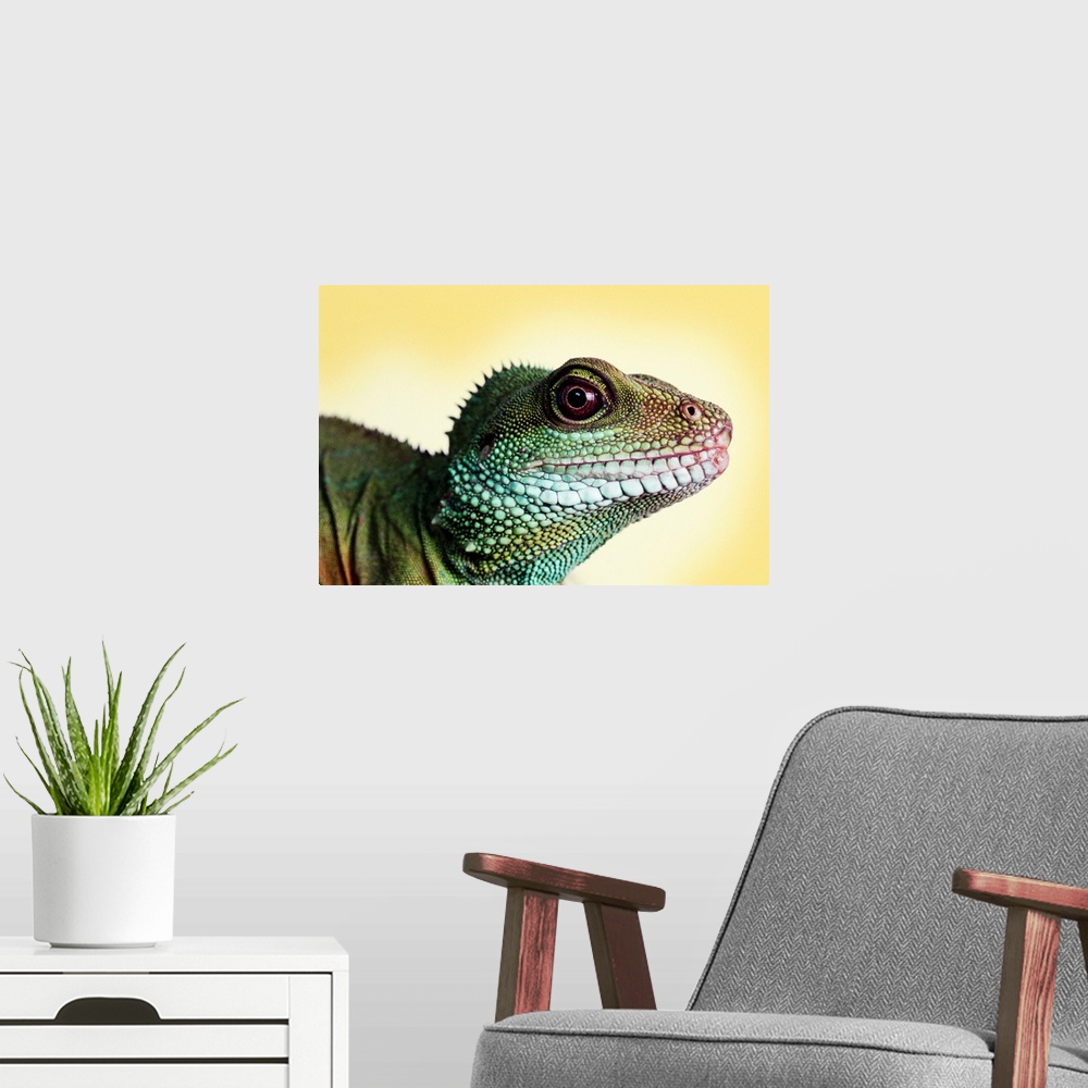 A modern room featuring Green Water Dragon