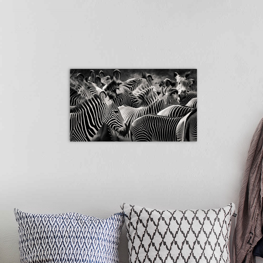 A bohemian room featuring Panoramic close up of the patterns of stripes and markings of a herd of zebra in black and white ...
