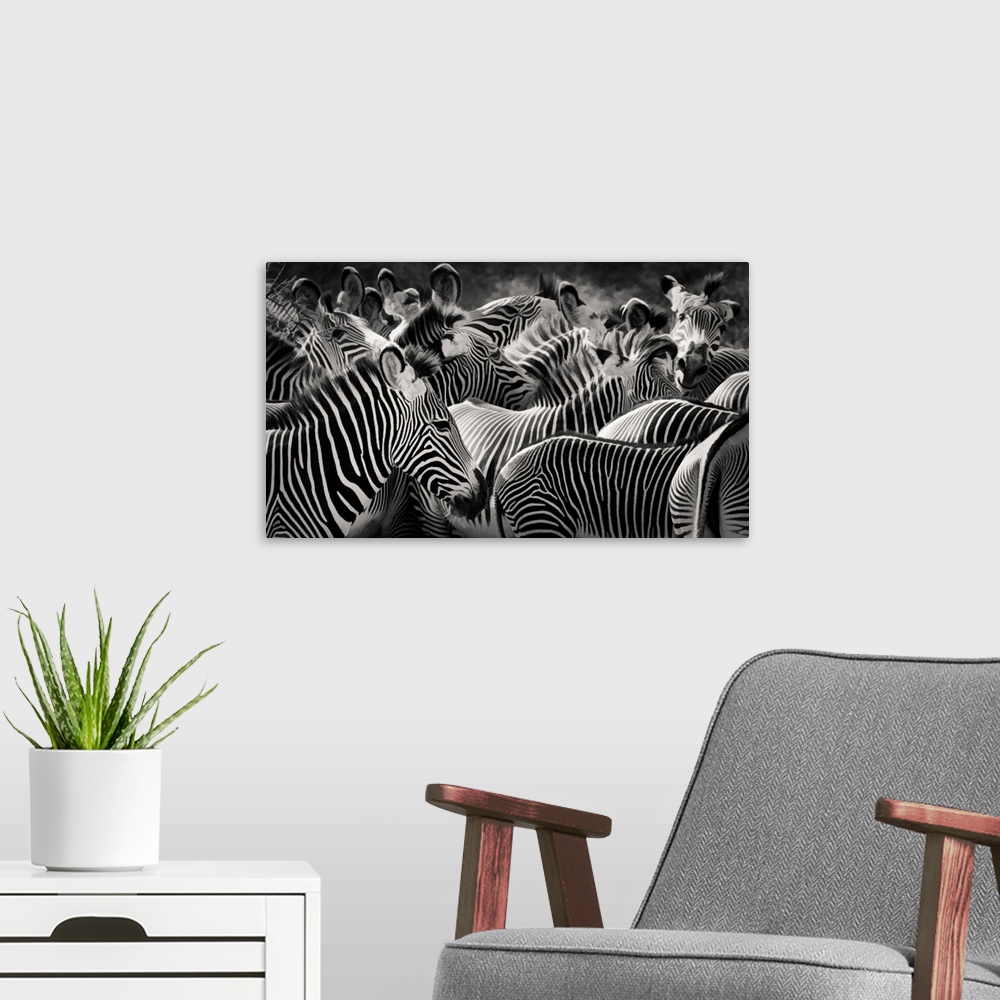 A modern room featuring Panoramic close up of the patterns of stripes and markings of a herd of zebra in black and white ...