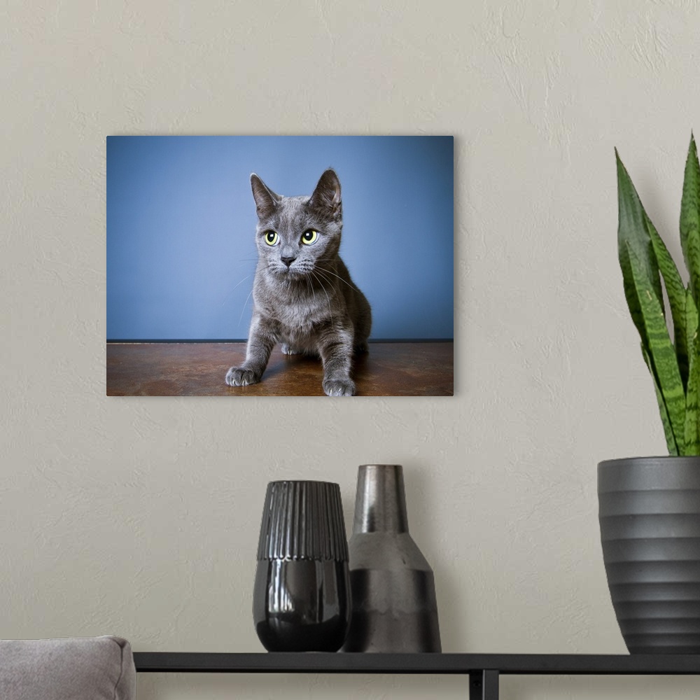A modern room featuring Cat blue eyes grey suspicious kitty kitten meow.