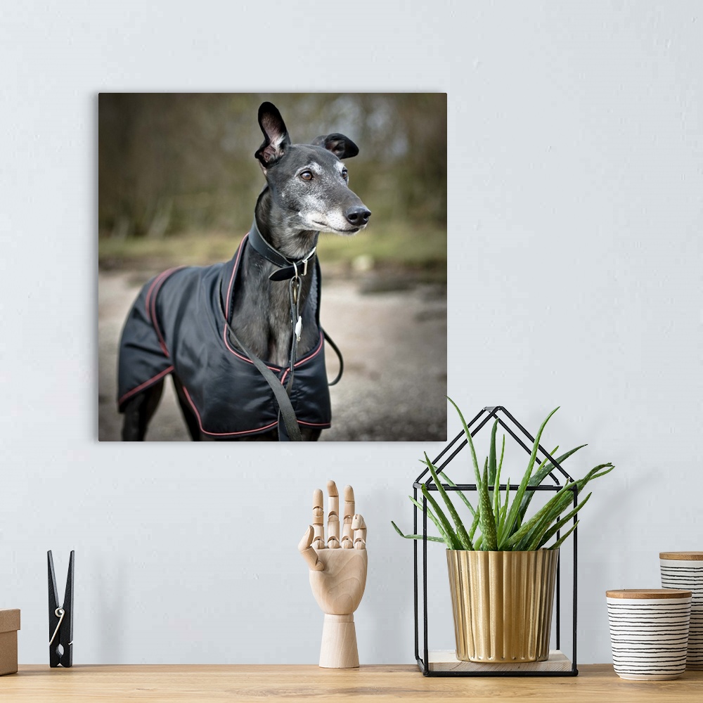 A bohemian room featuring Black greyhound with coat on beach.