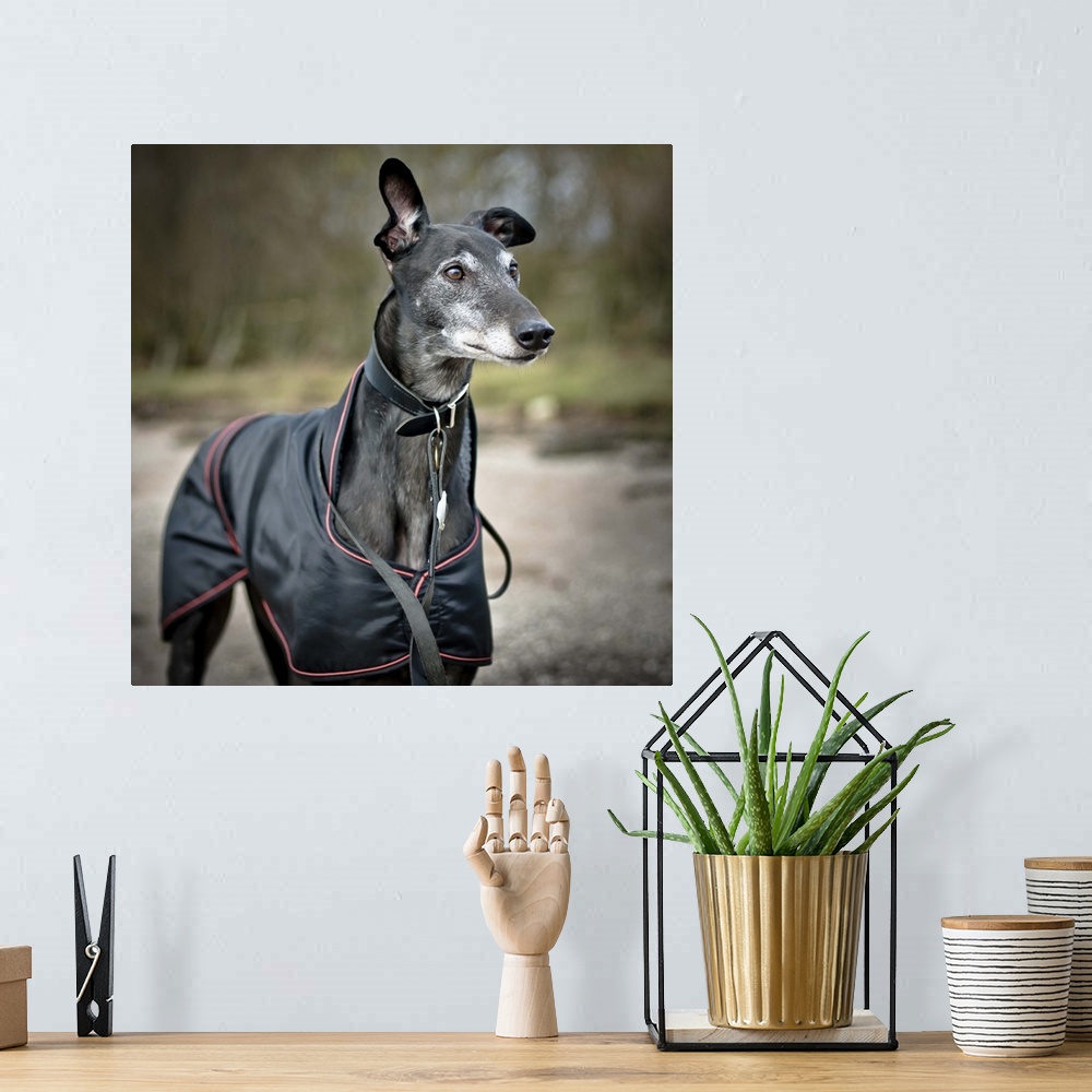 A bohemian room featuring Black greyhound with coat on beach.