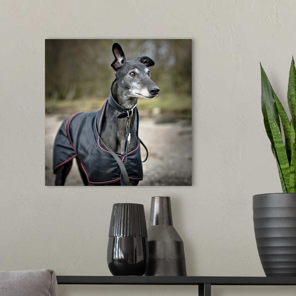 A modern room featuring Black greyhound with coat on beach.