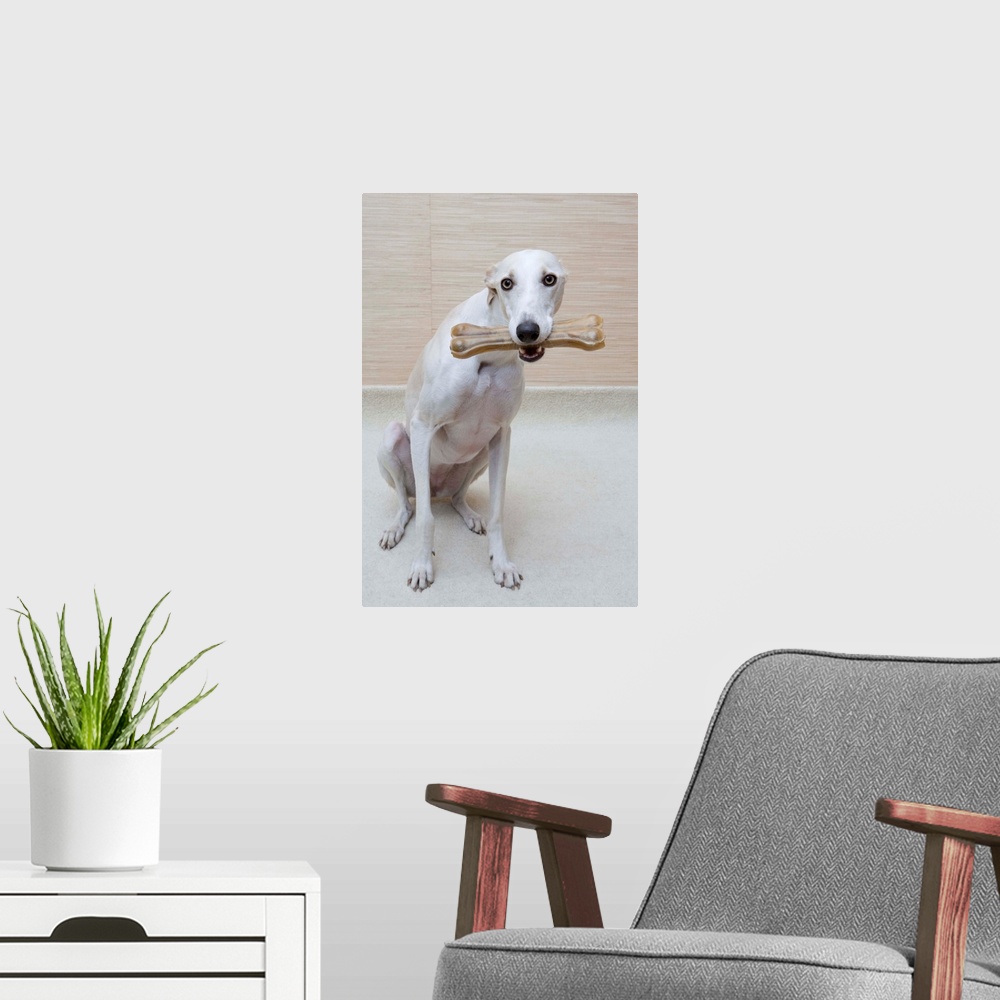 A modern room featuring Greyhound With A Bone