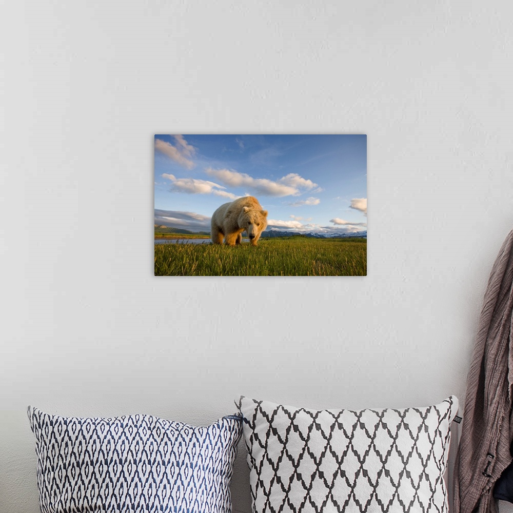 A bohemian room featuring Grizzly Bear Eating Sedge Grass In Meadow At Hallo Bay
